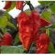 Bhut Jolokia - Naga Chilly